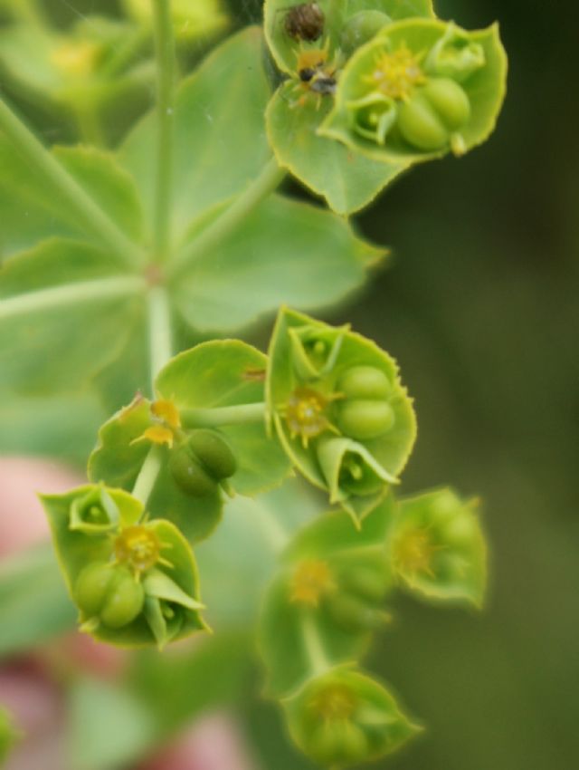 Euphorbia terracina